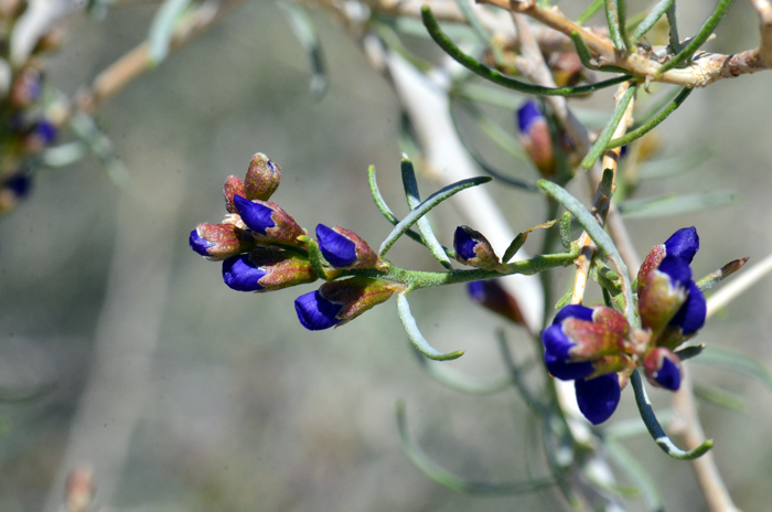 Schott's Dalea is an amazing shrub found in desert washes and sandy areas. It is very similar, superficially to Smoketree and also Mojave Indigobush with only a few taxonomic differences Psorothamnus schottii 